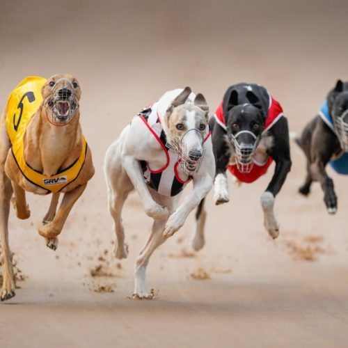 The 10 Fastest Dog Breeds in the World, Ranked.